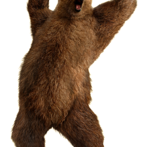 bear PNG