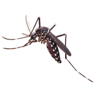 Mosquito PNG
