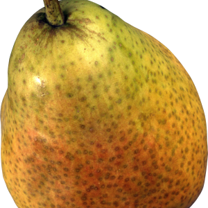 Pear PNG image