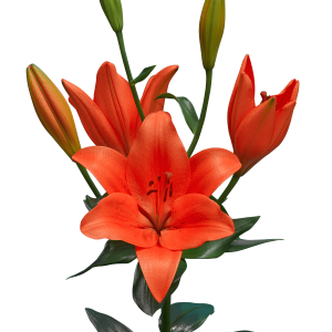Lilium PNG