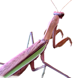 Mantis PNG