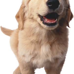 Dog PNG