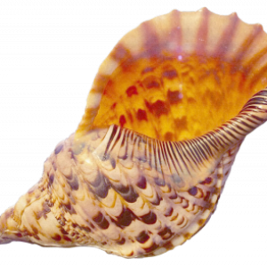 Conch PNG