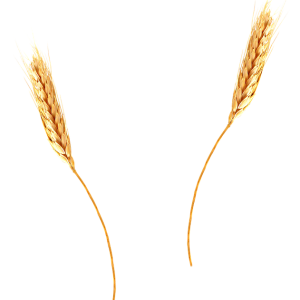 Wheat PNG