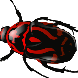 red insect bug PNG image