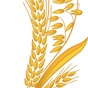 Wheat PNG
