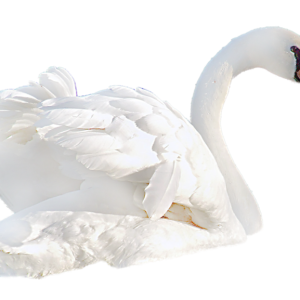 Swan PNG