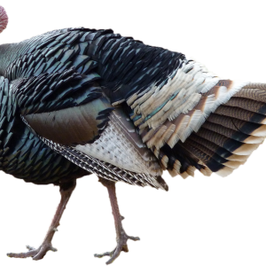 Turkey bird PNG