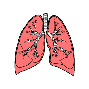 Lungs PNG