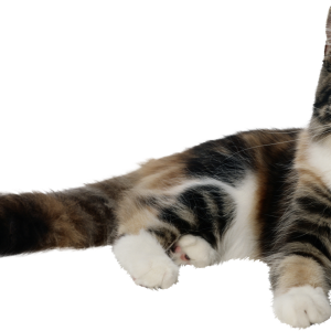 Cat PNG