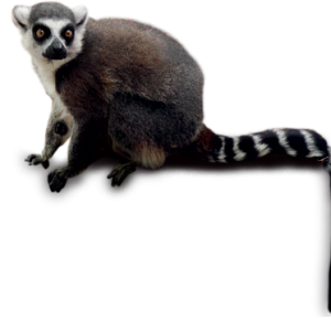 Lemur PNG