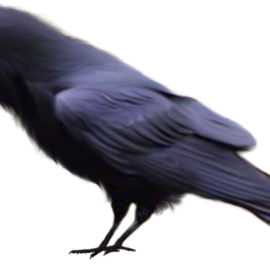Raven PNG