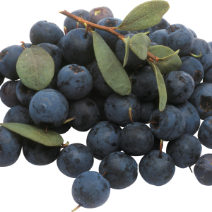 Blueberries PNG