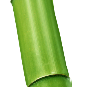Bamboo PNG