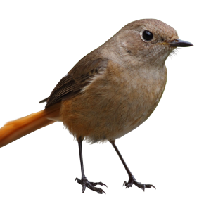 Bird PNG