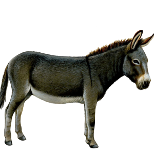 Donkey, ass PNG