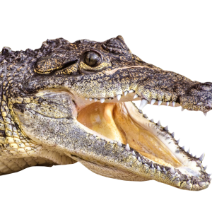 Crocodile PNG