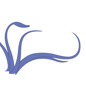 Squid PNG