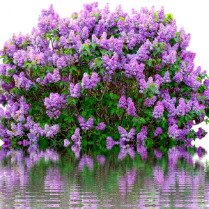 Lilac PNG