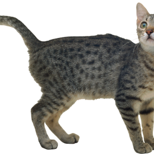 Cat PNG