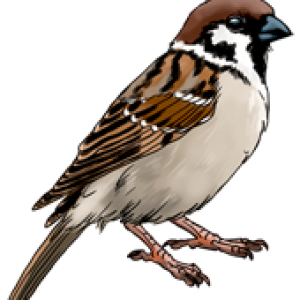 Sparrow PNG