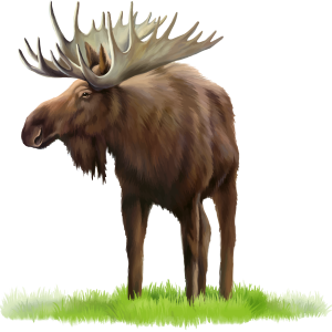 Moose, elk PNG