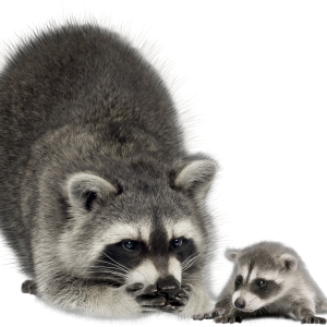 Raccoon PNG