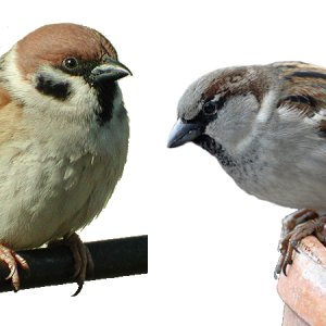 Sparrow PNG