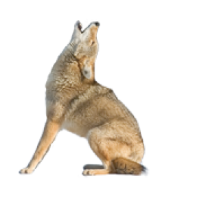 Jackal, coyote PNG