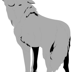 Jackal, coyote PNG