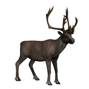 Moose, elk PNG