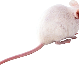mouse, rat PNG image
