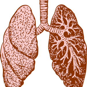 Lungs PNG