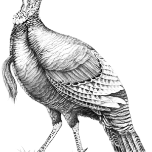 Turkey bird PNG