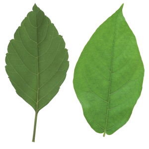Green leaf PNG