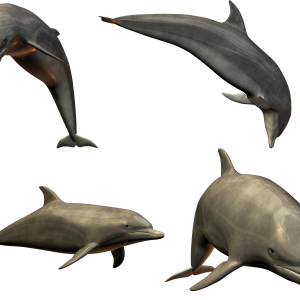 Dolphins PNG image