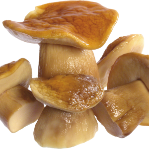 Mushroom PNG image