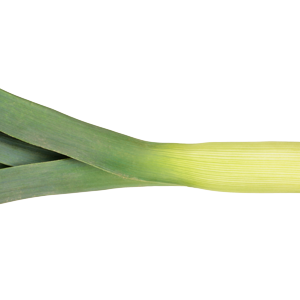 Leek PNG