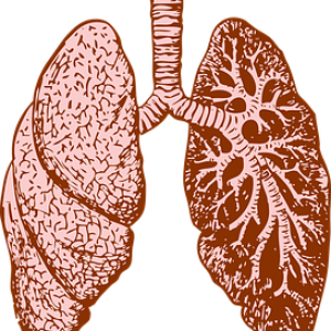 Lungs PNG