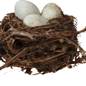 Nest PNG