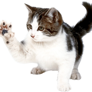kitten png image, free download picture