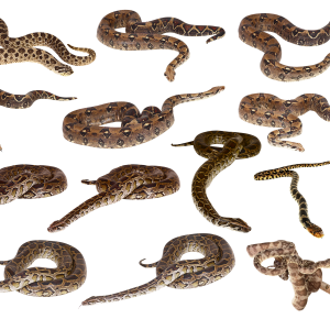Snakes clipart PNG images
