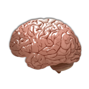 Brain PNG