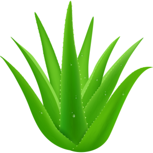Aloe vera PNG