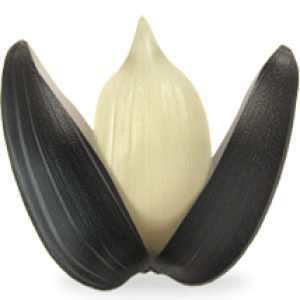 Sunflower seeds PNG