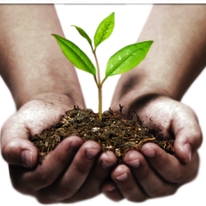Sprout in hands PNG, hand image free