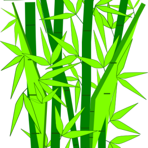 Bamboo PNG