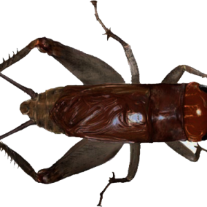 Cricket insect PNG