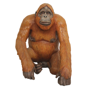 Orangutan PNG