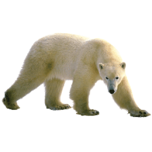 Polar white bear PNG